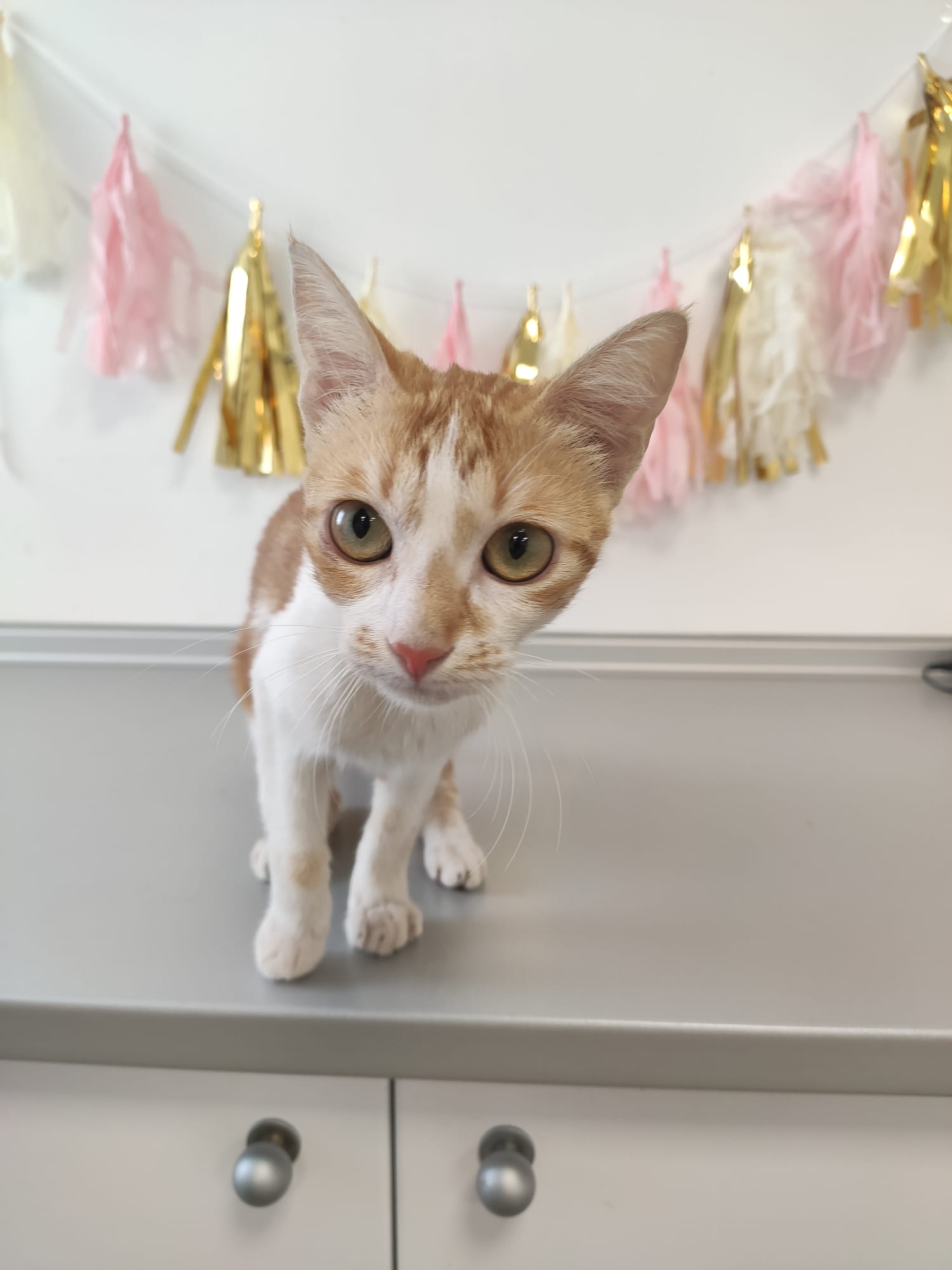 Foto de Nala